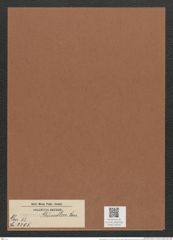 Surirella grindleri Jan. (de-Toni-Nr.: Genus 53, Species 2395) Zeichnungen Sammlung Grunow Mappe 02550 (Herbarium_W_Grunow_drawings_Folder_02550)